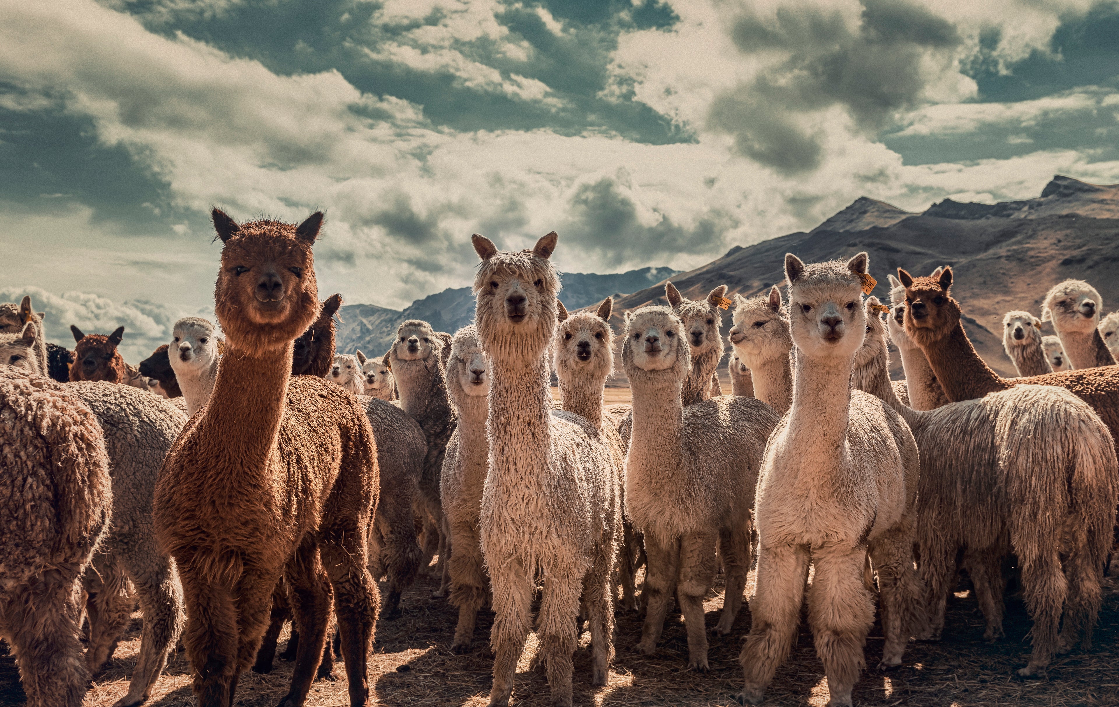 LLAMA // ALPACA // PERUVIAN CULTURE // ANDES